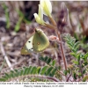 colias erate female